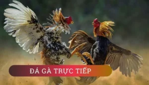Tham Gia Đá Gà WS168 Tại KING88 Để Trải Nghiệm Đỉnh Cao Thắng Lớn