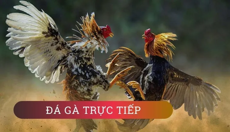 Tham Gia Đá Gà WS168 Tại KING88 Để Trải Nghiệm Đỉnh Cao Thắng Lớn