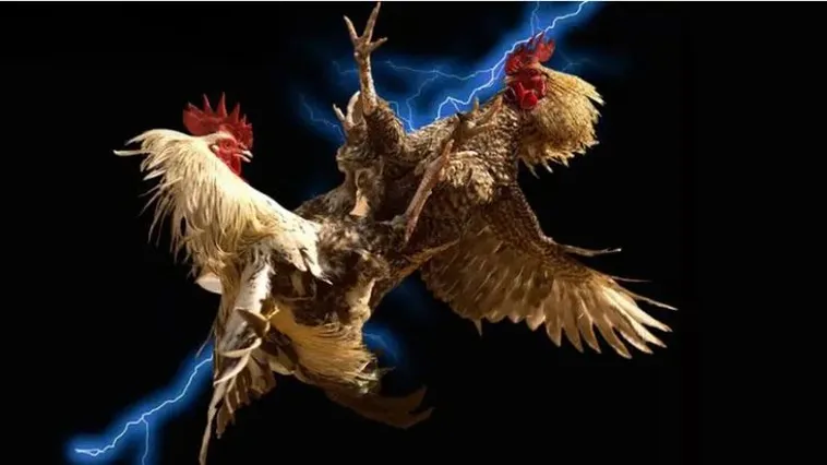 Khám Phá Đá Gà GA28 Tại KING88 Với Cơ Hội Thắng Lớn Hôm Nay 2 Khám Phá Đá Gà GA28 Tại KING88 Với Cơ Hội Thắng Lớn Hôm Nay