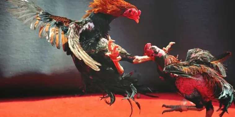Trải Nghiệm Kịch Tính Với Cách Chơi Đá Gà 3D Tại KING88 Ngay Hôm Nay 2 Trải Nghiệm Kịch Tính Với Cách Chơi Đá Gà 3D Tại KING88 Ngay Hôm Nay